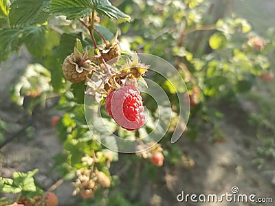 Rubus idaeus (raspberry, also called red raspberry or occasionally as European raspberry) Stock Photo