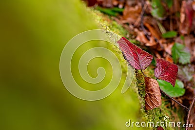 Rubus plant with red leaves and blurred foreground Stock Photo