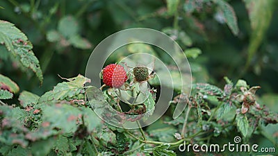 Rubus rosifolius (roseleaf bramble, Mauritius raspberry, thimbleberry, Vanuatu raspberry, lembutung gunung) Stock Photo