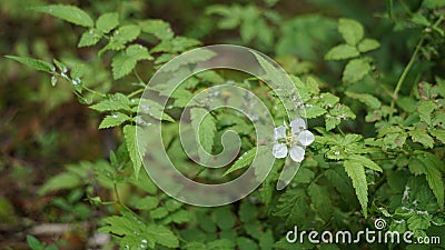 Rubus rosifolius (roseleaf bramble, Mauritius raspberry, thimbleberry, Vanuatu raspberry, lembutung gunung) Stock Photo