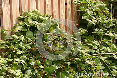 rubus sect. rubus in late summer Stock Photo