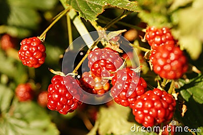 Rubus sectio Rubus - Blackberry Stock Photo