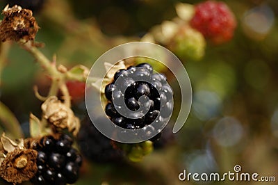 Rubus sectio Rubus - Blackberry Stock Photo