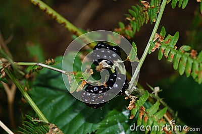 Rubus sectio Rubus - Blackberry Stock Photo