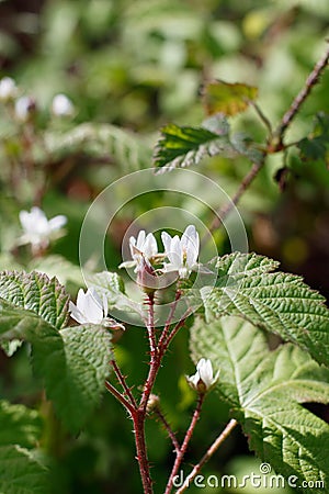 RUBUS URSINUS STAMINATE BLOOM - BALLONA FWM - 032221 A Stock Photo