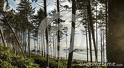 Ruby Beach Forest Stock Photo