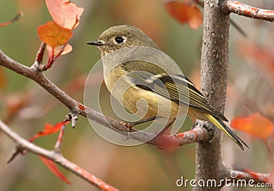 Ruby-crowned Kinglet Stock Photo