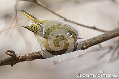 Ruby-crowned Kinglet Stock Photo