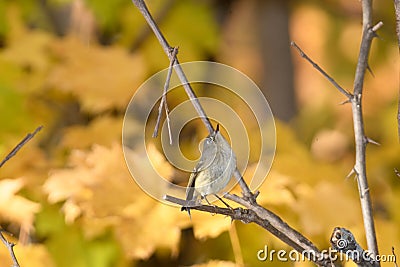 A ruby crowned kinglet perched on a bracnh with fall colors in the background Stock Photo