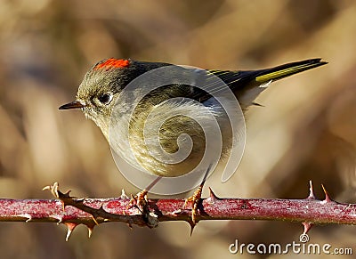 Ruby Crowned Kinglet - Regulus calendula Stock Photo