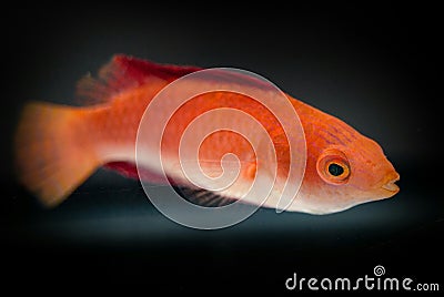 Ruby Finned Fairy Wrasse Stock Photo