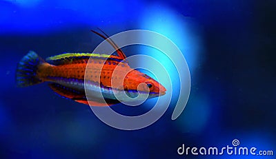 Ruby Longfin Fairy Wrasse - Cirrhilabrus rubeus Stock Photo