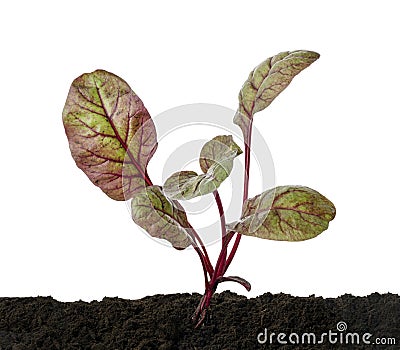 Ruby Red Chard or Swiss chard vegetable, Young chard plant growing in soil, isolated on white background with clipping path Stock Photo