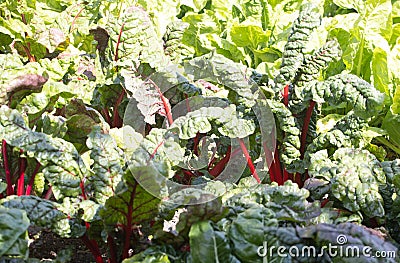 Ruby Red Swiss chard in vegetable patch Stock Photo