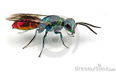 Ruby-tailed Wasp Stock Photo