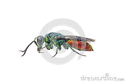 Ruby-tailed wasp, Gewone Goudwesp-complex - Chrysis ignita-gr Stock Photo