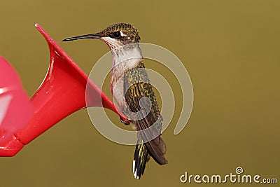 Ruby Throat Humming bird Stock Photo