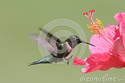 Ruby-throated Hummingbird Stock Photo