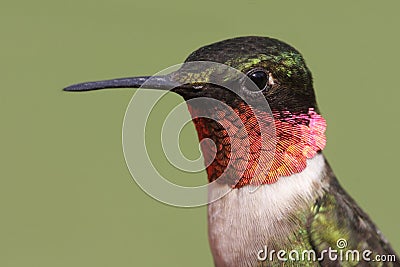 Ruby-throated Hummingbird Stock Photo