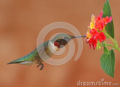 Ruby-throated Hummingbird Stock Photo