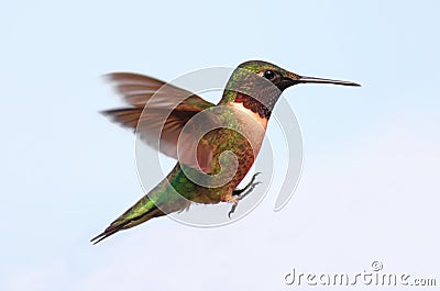 Ruby-throated Hummingbird Stock Photo