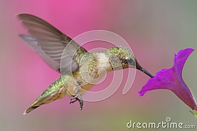 Ruby-throated Hummingbird Stock Photo