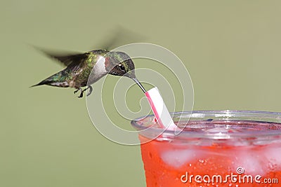 Ruby-throated Hummingbird Stock Photo