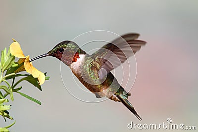 Ruby-throated Hummingbird (archilochus colubris) Stock Photo