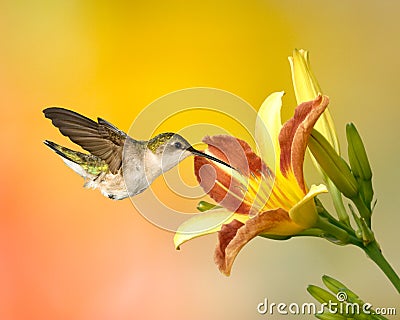Ruby-Throated Hummingbird And Day Lilly Stock Photo