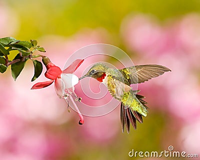 Ruby-Throated Hummingbird Stock Photo