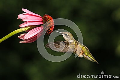 Ruby Throated Hummingbird Feeds From Flower Stock Photo