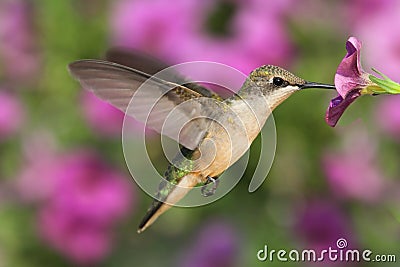 Ruby-throated Hummingbird Stock Photo