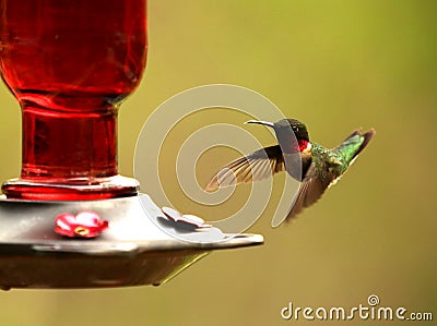 Ruby-throated hummingbird flying to feeder Stock Photo