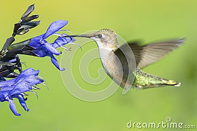 Ruby-throated Hummingbird - Archilochus colubris Stock Photo