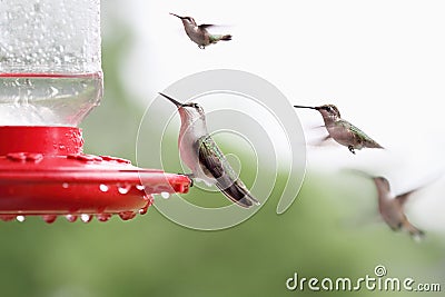 Ruby-Throated Hummingbird Sitting at Feeder Stock Photo