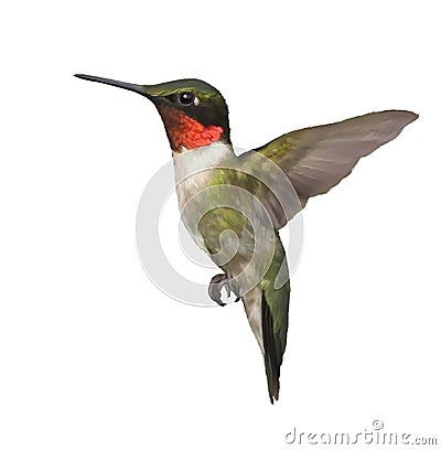 Ruby Throated Hummingbird Watercolor Stock Photo