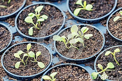 Rucola Hydroponic farm. Young Rucola plants, Young rockets, Rucola sprouts, Spring Seedlings. Healthy Vegetable Stock Photo