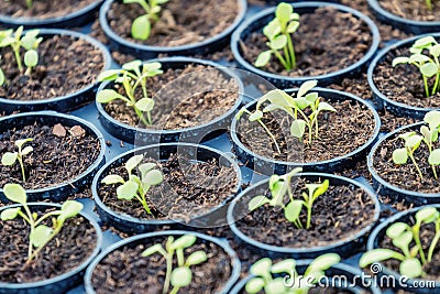 Rucola Hydroponic farm. Young Rucola plants, Young rockets, Rucola sprouts, Spring Seedlings. Healthy Vegetable Stock Photo