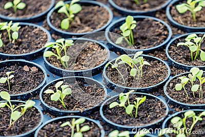 Rucola Hydroponic farm. Young Rucola plants, Young rockets, Rucola sprouts, Spring Seedlings.Healthy Vegetable Stock Photo