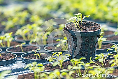 Rucola Hydroponic farm. Young Rucola plants, Young rockets, Rucola sprouts, Spring Seedlings.Healthy Vegetable Stock Photo