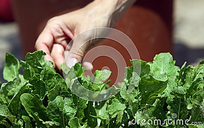 Rucola inspecting with hend Stock Photo