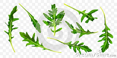 Rucola leaf isolated on transparent background. Green fresh arugula leaves collection Cartoon Illustration