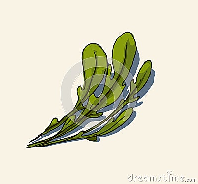 Rucola leaves. Stock Photo