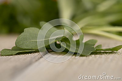 Rucola lettuce Stock Photo