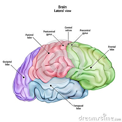 Ructure of Stthe human brain. Side Lateral view. Medical didactic anatomy illustration with the name and description of all par Cartoon Illustration
