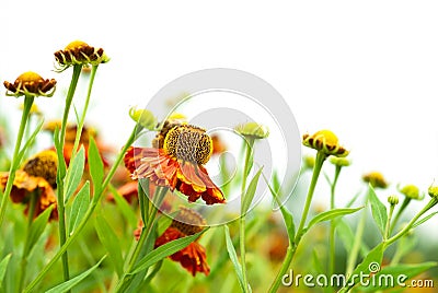 Helenium Stock Photo