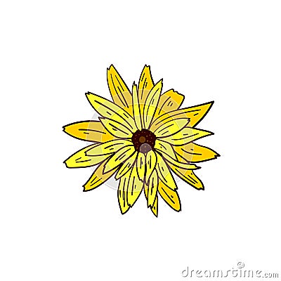 Rudbeckia or Black-Eyed Susan plant yellow flower on white background, vector illustration Vector Illustration