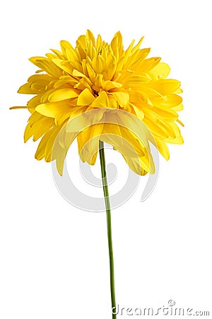 Rudbeckia Cutleaf Coneflower Stock Photo