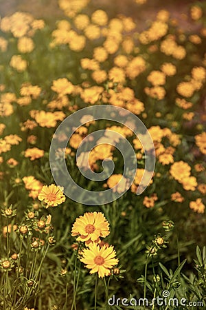 Rudbeckia flowers daisylike flowers Stock Photo