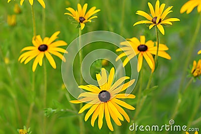 Rudbeckia fulgida, the orange coneflowers Stock Photo